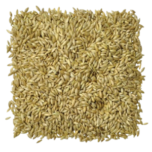 Canary seed