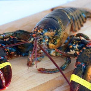 Live Maine Lobster